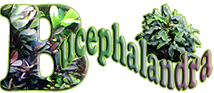 Logo Bucephalandrapara web peq