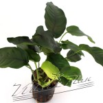 Anubias nana especial 104 detalle ManPlan